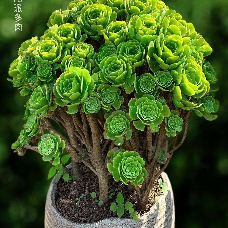 法师多肉植物绿羊绒绿玫瑰美杜莎大超N颗肉肉高档老桩盆栽,鲜花速递/花卉仿真/绿植园艺,多肉植物,淘宝优惠券,粉丝福利购,淘宝优惠卷