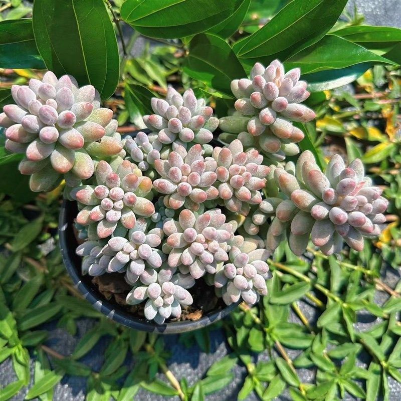 慢悠花房婴儿手指群生绿植D园艺盆栽花卉庭院多肉植物