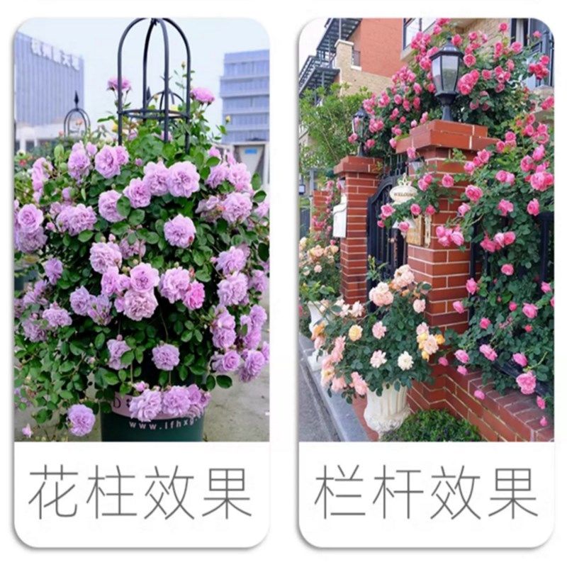 【1米6大苗】蔷薇花苗藤本月季B特大花爬藤植物四季开花卉盆栽玫,鲜花速递/花卉仿真/绿植园艺,月季/蔷薇/玫瑰,淘宝优惠券,粉丝福利购,淘宝优惠卷