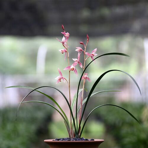 【团购】喜花里i【市长红】四季建兰红花铭品带花浓香室内绿植盆