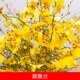 昆明跳舞兰鲜花黄色室内客厅婚礼插花高品K质装 饰花农直销捧花包