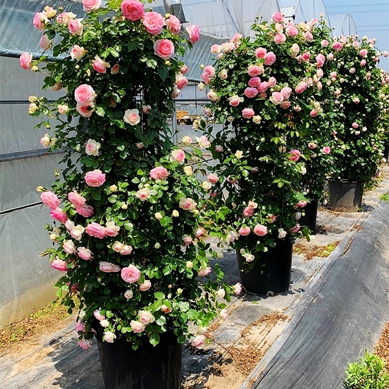 龙沙宝石爬藤月季蔷薇花苗特大浓香四季开花别P墅庭院玫瑰藤本植