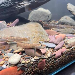 原生鱼淡水观赏鱼活体济南高帆褐吻虾虎鱼，冬季免加温稀有猛鱼