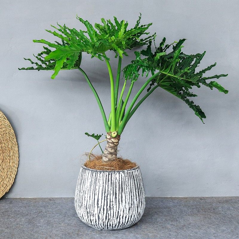龙鳞春羽老桩大号绿植盆栽办公室客厅盆景L净化空气室内观叶大植,鲜花速递/花卉仿真/绿植园艺,大型绿植/成品组合盆栽,淘宝优惠券,粉丝福利购,淘宝优惠卷