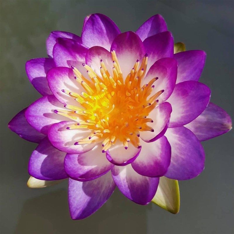 对版睡莲带花苞大苗家庭池盆栽水培水生植物四季庭W院花卉碗莲根,鲜花速递/花卉仿真/绿植园艺,时令草本花卉,淘宝优惠券,粉丝福利购,淘宝优惠卷