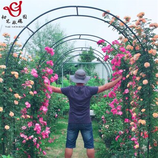 初见玫瑰室外铁制拱门花架爬藤架铁线莲藤月葡萄S丝瓜铁艺加固型