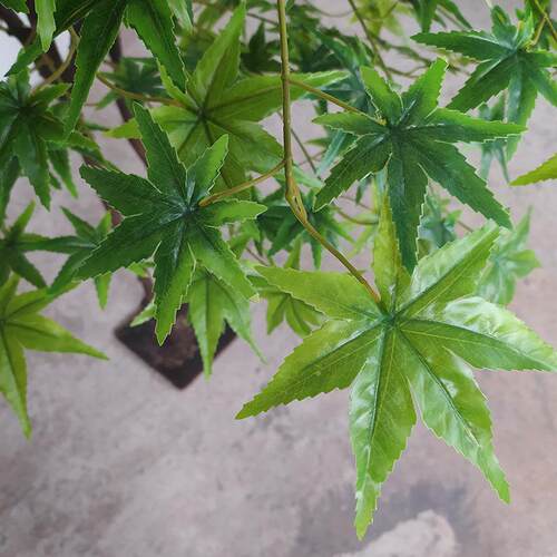 仿栽真植绿枫树物绿枫树客厅室内盆景观装饰摄影背景道具绿枫树