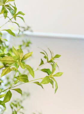 仿植真树假树造景植物饭室内橱窗装服店绿tb-74218景观布置厅植物