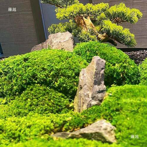 中式桌景摆设店摆圆桌中间转盘绿永生植苔藓IEJ餐桌酒件高松迎客
