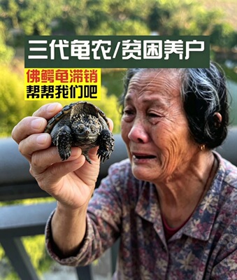 佛鳄龟乌龟爬宠直播挑选对底板发货