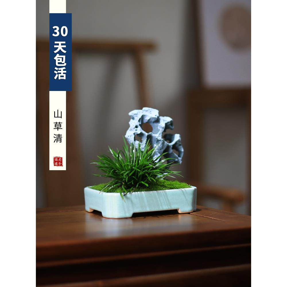 菖蒲蕨类小盆栽植物室内办公室桌面茶室四季常青创意绿植假山盆景