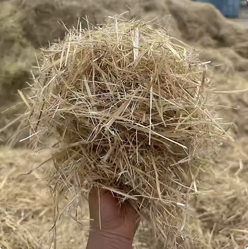 稻草干草鸡窝下蛋垫料家用东北纯天然晒干小兔子鸽子宠物保暖草垫