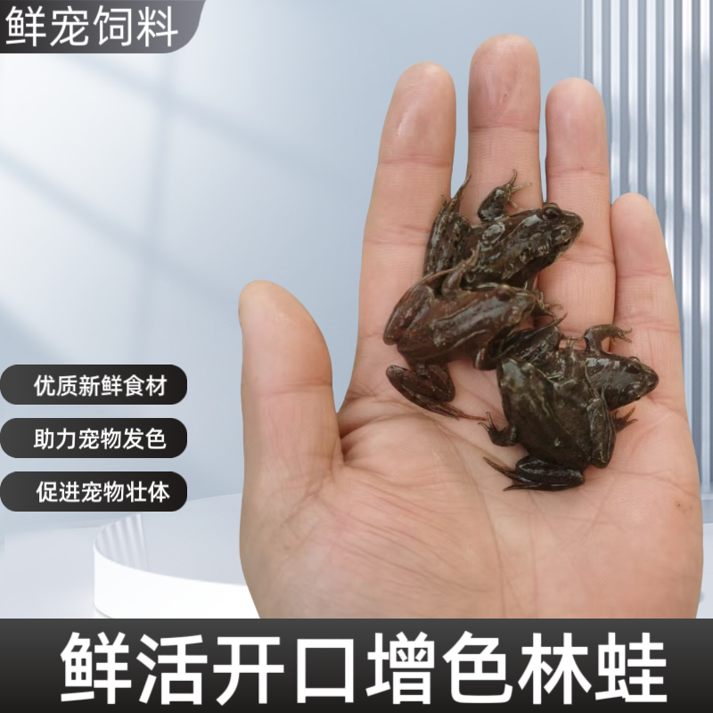 新鲜林蛙活体青蛙喂鱼食增色龙鱼增色雷龙鱼饲料冷冻泥鳅蜈蚣虾