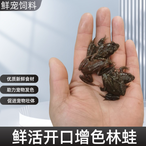 新鲜林蛙活体青蛙喂鱼食增色龙鱼增色雷龙鱼饲料冷冻泥鳅蜈蚣虾