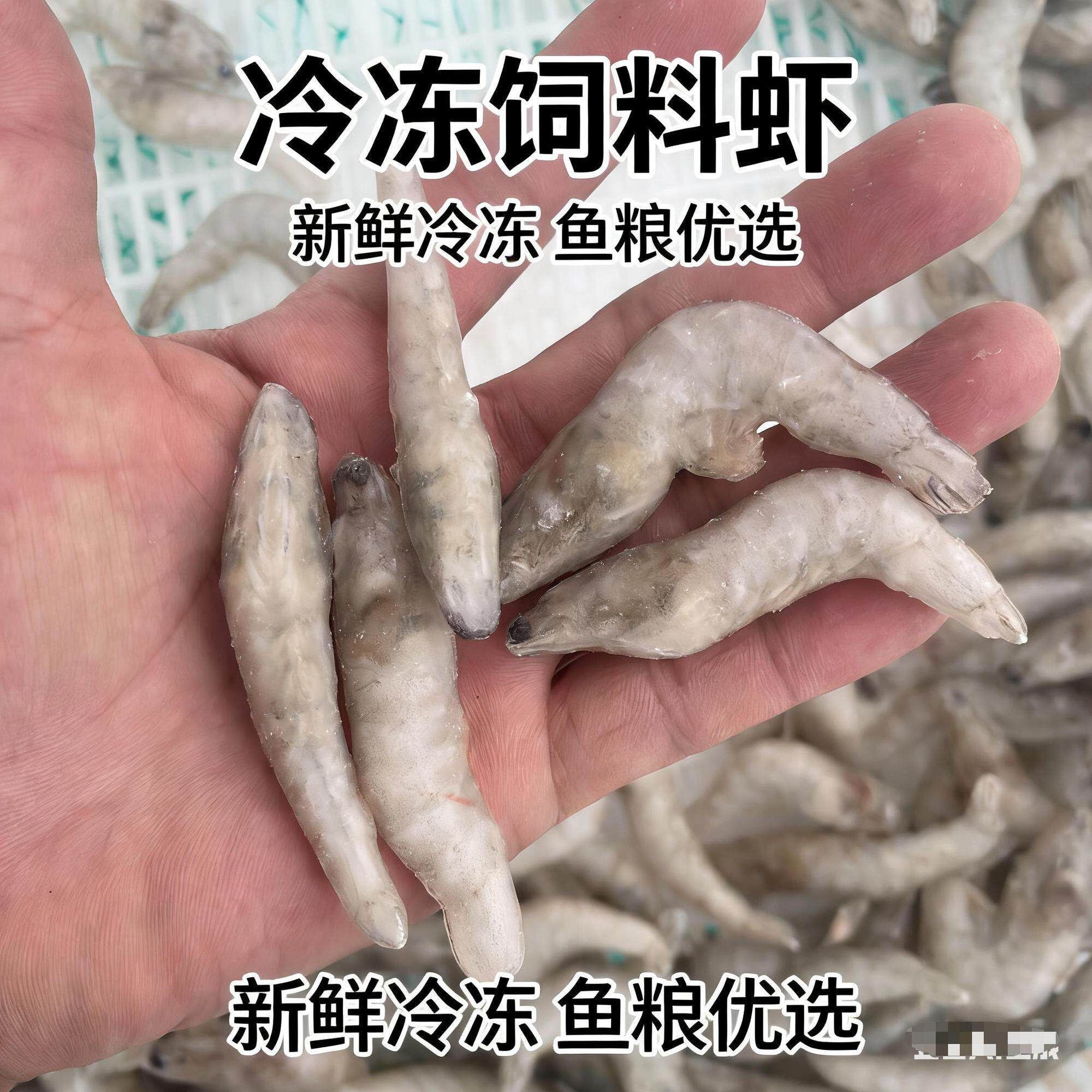 虾冻虾鱼食虾段龙鱼饲料鱼虾仁