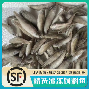 冷冻麦穗鱼丁鱼饲料山根鱼泥鳅段冻鱼冻虾鱼食龙鱼饲料虾仁喂鱼