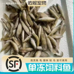 单冻麦穗鱼小丁鱼山根鱼饲料冻河虾龙鱼饲料冷冻鱼食泥角蛙龟饲料