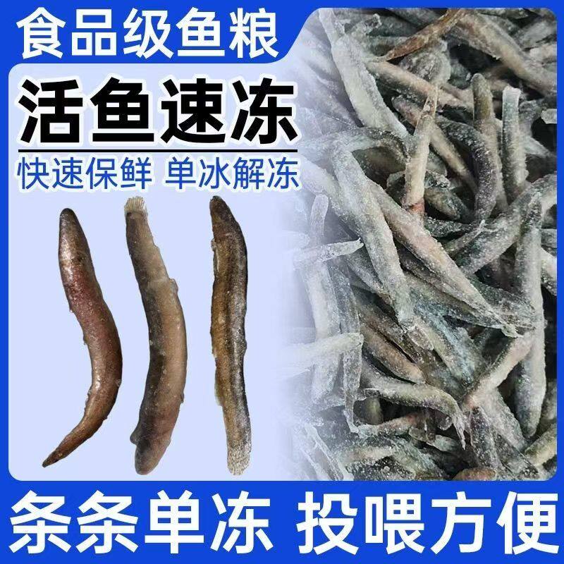 新鲜去粘液单冻泥鳅条大型鱼饲料