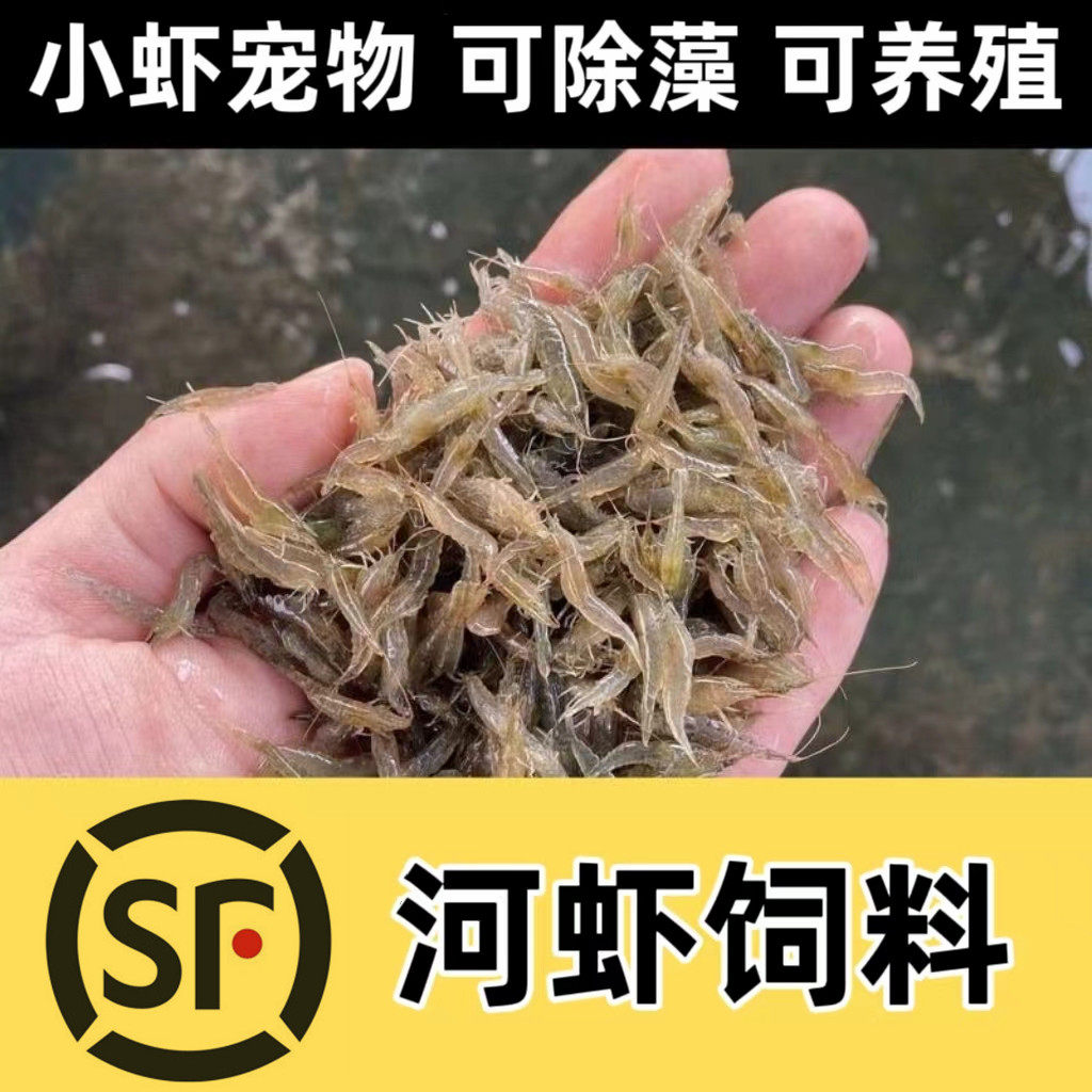 活体鱼食河虾黑壳虾除藻虾观赏虾水草缸除藻工具虾淡水宠物龟饲料
