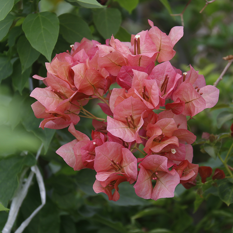 三角梅 日落花苗嫁接u苗 盆栽绿植庭院阳台开花植物