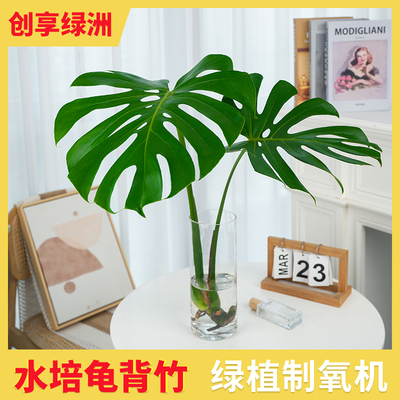 水培龟背竹室内绿植四季常青