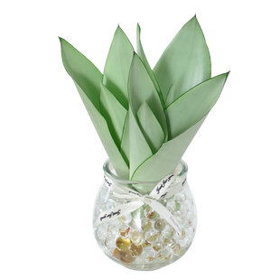 水培植物白玉虎皮兰室内办公室小盆栽桌面摆件好养易活花卉绿植