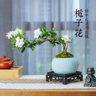 小叶栀子花中式盆栽桌面绿植
