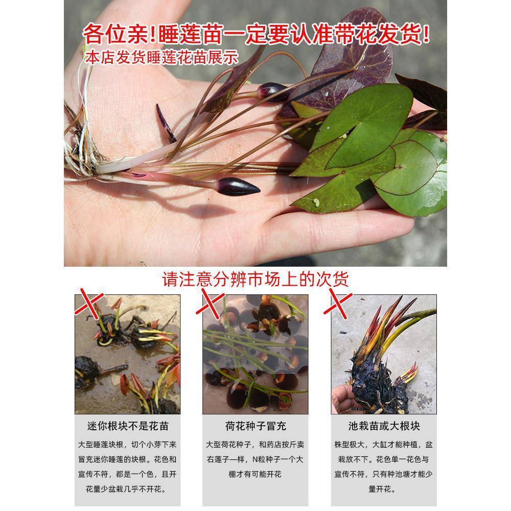 微型睡莲水培植物海尔芙拉带花苞大型绿植/成品组合盆