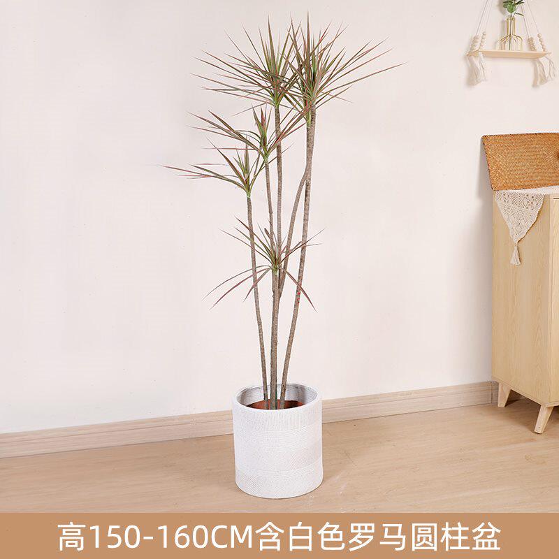 双木林七彩千年木绿植大型室内办公室造型三色马尾铁大盆栽植物