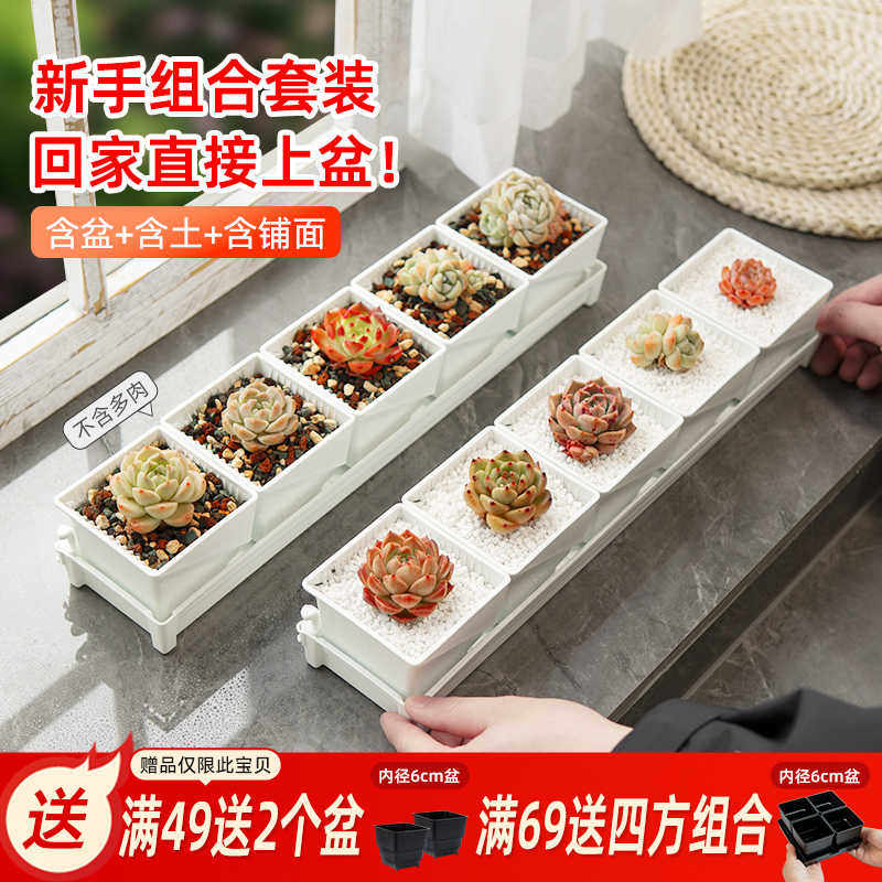 美莳多肉花盆套装组合长条形透气控根塑料植物带托盘含营养土套餐