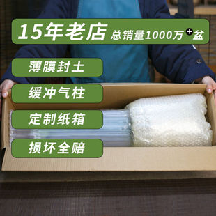 君子兰盆栽元宝君子兰开花植物室内自己常绿好养花卉观花植物