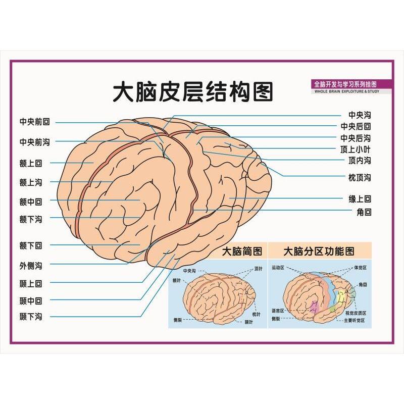 全脑开发与学习系列挂图人脑正中纵剖图大脑皮层结构图海报墙贴纸