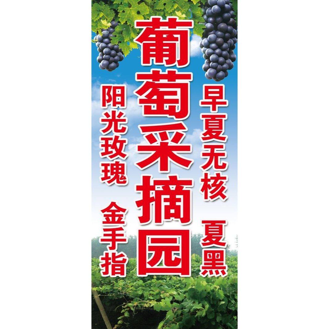 葡萄采摘园阳光玫瑰金手指早夏无核夏黑海报展板葡萄采摘园墙贴