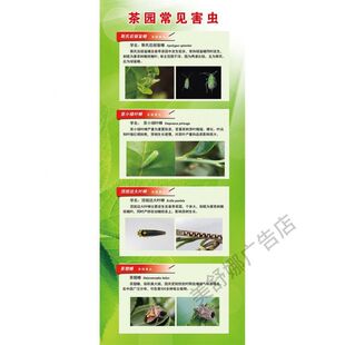 茶园常见害虫昆虫展示虫子叶子动物图片病虫害图谱海报定制墙贴纸