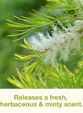 外贸款USDA有机茶树精油宠物浴液抑制螨虫个护家清洗护添加