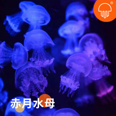 大赤月火箭海水母活物活体小水母缸宠物杯水族大部分省份满50包邮
