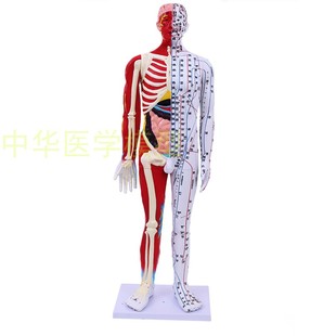 中医针灸人体经络穴位模型 85cm半皮半肌肉骨骼内脏教学模型
