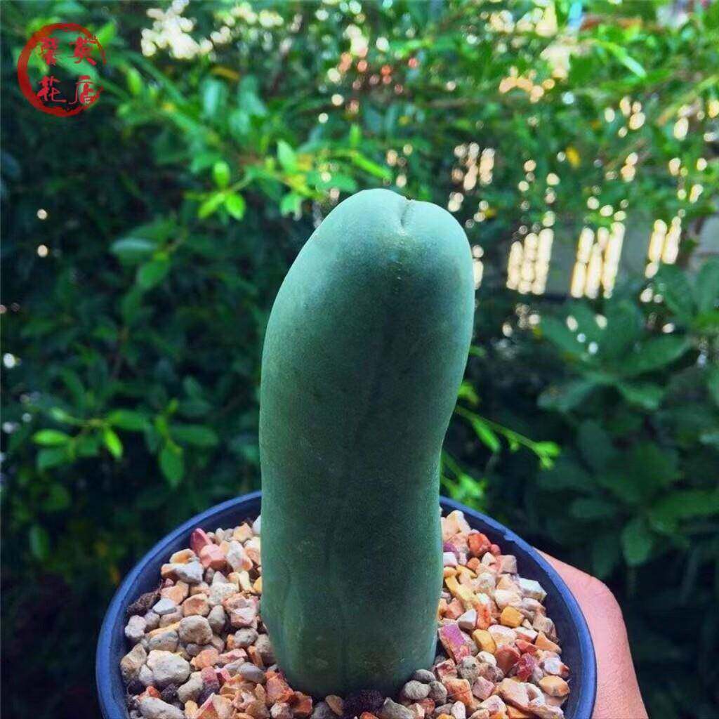 程程柱成程柱柱无刺仙人柱仙人球仙人掌多肉植物稀有品种盆栽