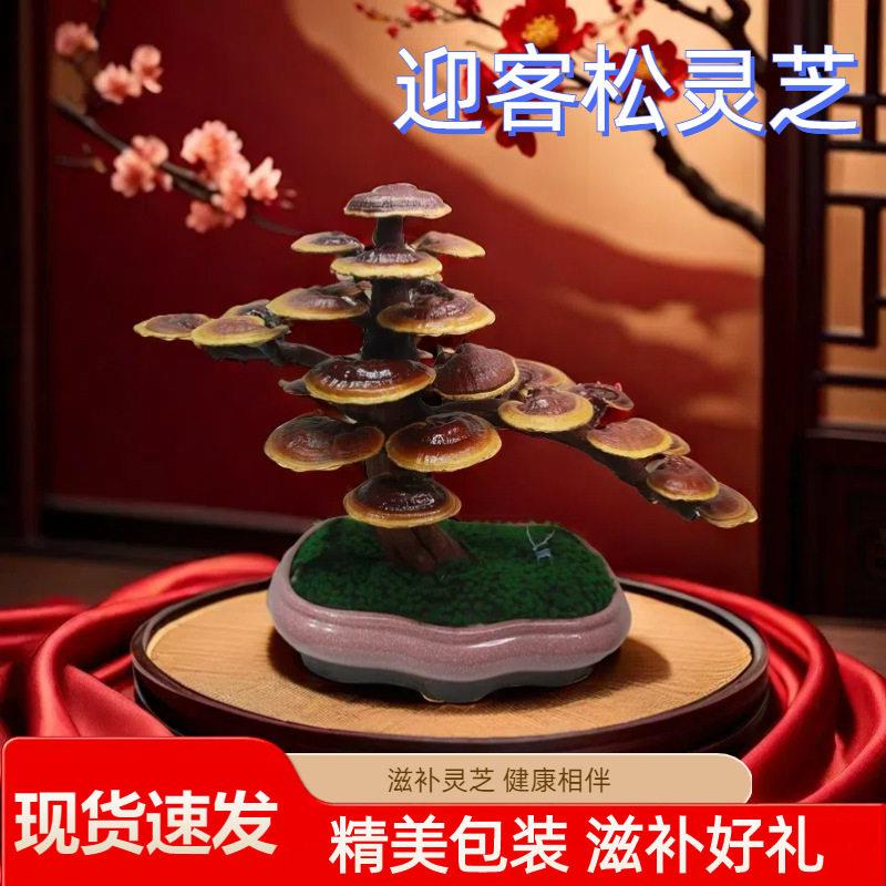 灵芝盆栽真灵芝盆景观赏可食用大灵芝菌包室内多肉绿植花盆可泡酒图片