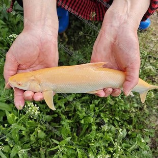 红眼鳕鱼苗白子招财龙赤目红眼银鳕鱼苗冷水观赏食用鱼活体包活