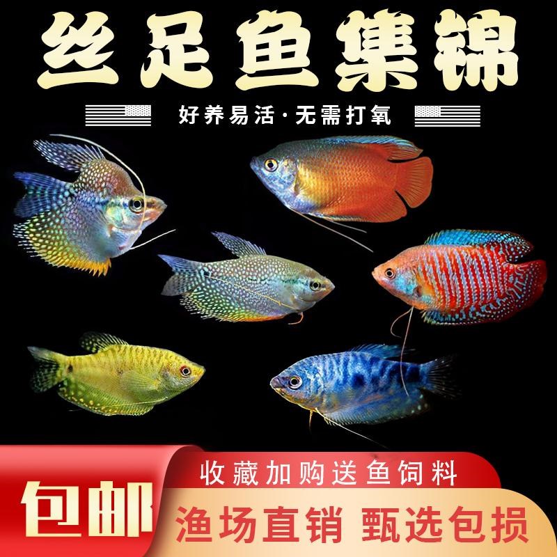 曼龙鱼淡水鱼苗观赏鱼好养耐活小鱼不打氧小型五彩丽丽鱼新手活鱼