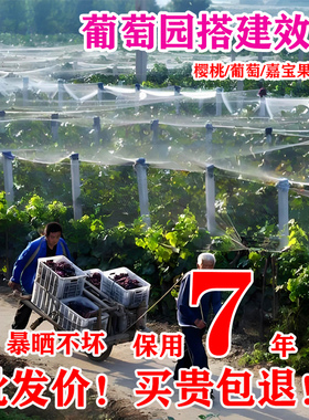 果园防鸟网果树大棚尼龙线防乌网樱桃树葡萄梨树苹果鱼塘用的天网