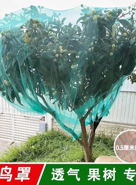 果树防鸟网罩嘉宝树无花果樱桃桃树防护防鸟网防冰雹网果园防鸟网