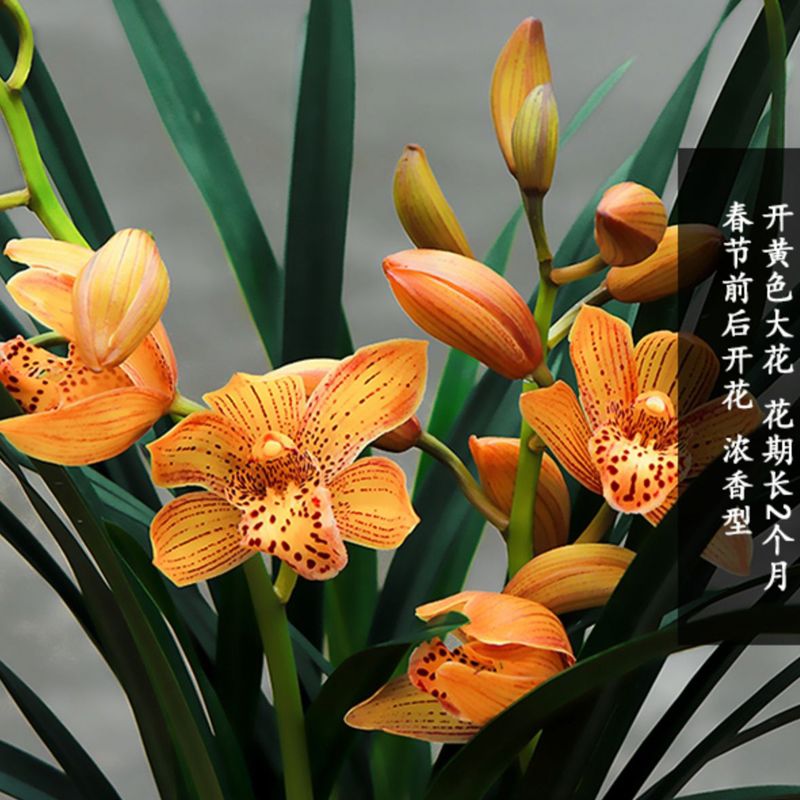 翁源兰花大花蕙兰东方美人黄金小神童好易养室内带花浓香花卉盆栽