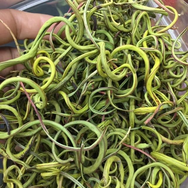 正宗长白山野化石草肾精草茶天然黄金草泡水滋崇堂养生店