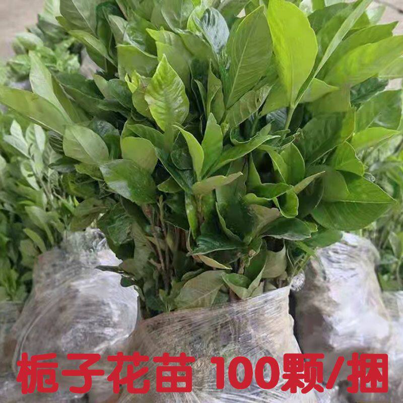 大叶栀子花苗浓香型重瓣地栽室外庭院别墅大朵花卉小叶栀子花盆栽