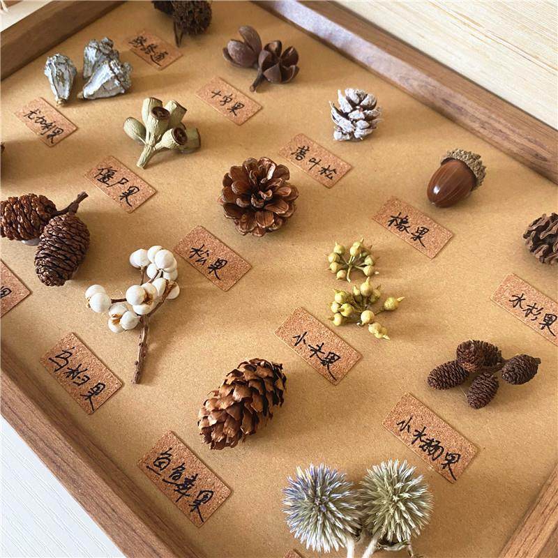 标本类立体装饰画松果植物干花干果森系相框墙ins面桌面手工diy