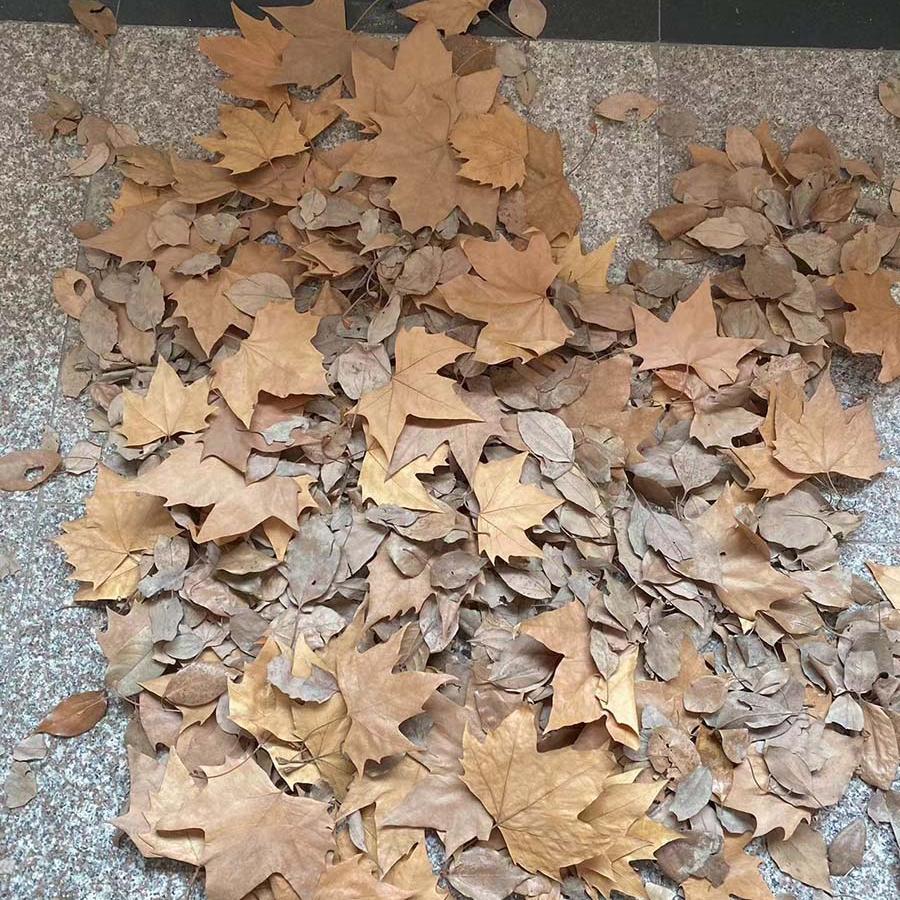 梧桐叶落叶树叶枯叶枫叶枯树叶天然干树叶装饰干花真叶子布景拍摄