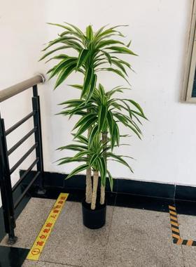 仿真香龙血庭树植栽21076-15物盆高品轻奢小装树假树客厅饰院造景