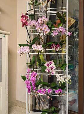 地式蝴蝶花架国兰石斛F98H6798兰多层家用阳台带轮可移动兰花落店